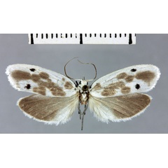 /filer/webapps/moths/media/images/I/iambiodella_Eremothyris_HT_MNHN.jpg