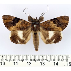 /filer/webapps/moths/media/images/G/griveaudi_Nagia_AM_BMNH.jpg