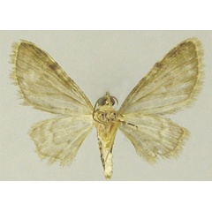 /filer/webapps/moths/media/images/C/costicavata_Chloroclystis_AM_ZSMb.jpg