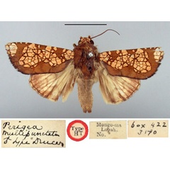 /filer/webapps/moths/media/images/M/multipunctata_Perigea_HT_BMNH.jpg