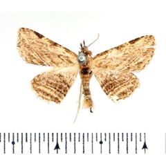 /filer/webapps/moths/media/images/D/diagramma_Parascotia_AM_BMNH.jpg