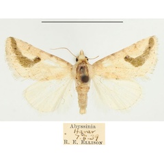 /filer/webapps/moths/media/images/R/reducta_Eublemma_AM_BMNH.jpg