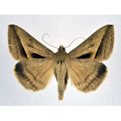 /filer/webapps/moths/media/images/P/proverai_Mocis_AM_NHMO.jpg
