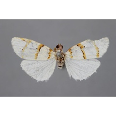 /filer/webapps/moths/media/images/C/capensis_Cyana_HT_BMNH.jpg