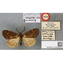 /filer/webapps/moths/media/images/P/phloeodes_Dasychira_HT_BMNHa.jpg