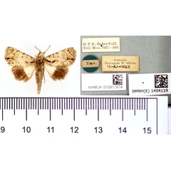 /filer/webapps/moths/media/images/X/xanthophaes_Aedia_HT_BMNH.jpg