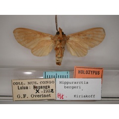 /filer/webapps/moths/media/images/B/bergeri_Hippurarctia_HT_RMCA_02.jpg
