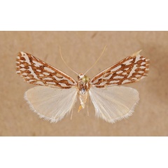 /filer/webapps/moths/media/images/T/trofonia_Argyrophora_A_Butler.jpg