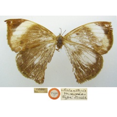 /filer/webapps/moths/media/images/M/maeonia_Melanthris_HT_NHMUKa.jpg