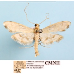 /filer/webapps/moths/media/images/R/rhodoneurialis_Furcivena_AM_CMNH_03a.jpg