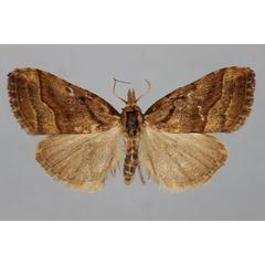 /filer/webapps/moths/media/images/H/hypenoides_Meganola_HT_BMNH.jpg