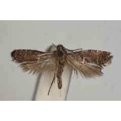 /filer/webapps/moths/media/images/H/halosticta_Acrolepia_PLT_BM.jpg