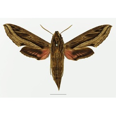 /filer/webapps/moths/media/images/A/aporodes_Hippotion_AF_Basquina.jpg