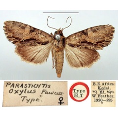/filer/webapps/moths/media/images/O/oxylus_Parastichtis_HT_BMNH.jpg