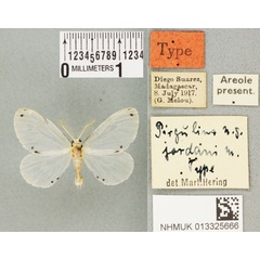 /filer/webapps/moths/media/images/J/jordani_Pirgulina_HT_BMNHa.jpg
