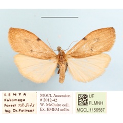 /filer/webapps/moths/media/images/C/costimacula_Ligulosa_AF_MGCLa_02.JPG