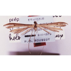 /filer/webapps/moths/media/images/R/rougeoti_Stenoptilia_HT_BMNH.jpg