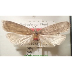 /filer/webapps/moths/media/images/M/minetella_Odites_HT_MNHN.jpg
