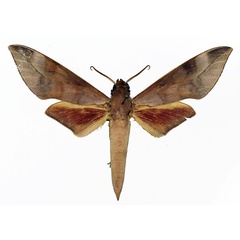 /filer/webapps/moths/media/images/B/bicolor_Phylloxiphia_AM_Basquin_03.jpg