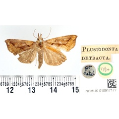 /filer/webapps/moths/media/images/D/detracta_Plusiodonta_HT_BMNH.jpg
