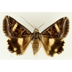 /filer/webapps/moths/media/images/V/vermiculosa_Cerocala_AF_TMSA_02.jpg