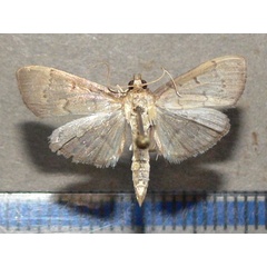 /filer/webapps/moths/media/images/P/phaeopteralis_Herpetogramma_A_Goffa_04.jpg