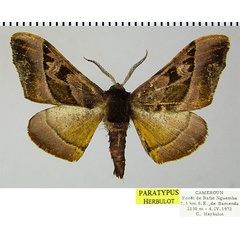 /filer/webapps/moths/media/images/A/anthracina_Gongropteryx_PTM_ZSM.jpg