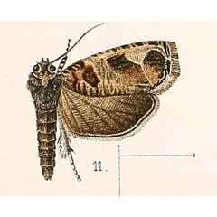 /filer/webapps/moths/media/images/B/basicornis_Phaecasiophora_HT_Walsingham_1891_3-11.jpg