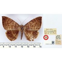 /filer/webapps/moths/media/images/O/ochrocraspeda_Achaea_AT_BMNH.jpg