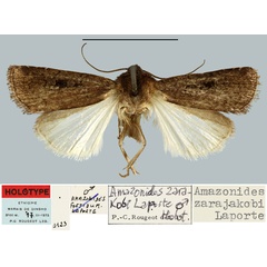 /filer/webapps/moths/media/images/Z/zarajakobi_Amazonides_HT_MNHN.jpg