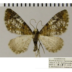 /filer/webapps/moths/media/images/D/dilucida_Eupithecia_AM_ZSM.jpg