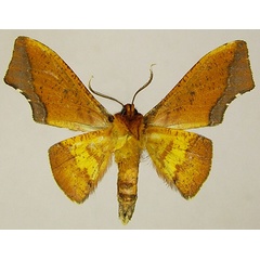 /filer/webapps/moths/media/images/E/eacleoides_Vaena_AM_ZSMb.jpg
