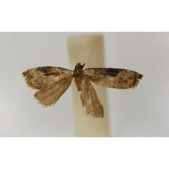 /filer/webapps/moths/media/images/C/cathareutis_Eucosma_HT_RMCA_01.jpg