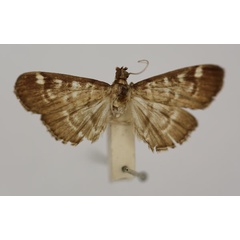 /filer/webapps/moths/media/images/S/sarronalis_Syllepte_HT_BMNH.jpg