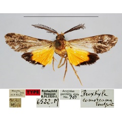 /filer/webapps/moths/media/images/C/comoreana_Proxhyle_HT_BMNH_NgIqqGP.jpg