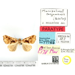 /filer/webapps/moths/media/images/T/tanzaniensis_Marcipalina_PTF_BMNH.jpg
