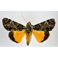 /filer/webapps/moths/media/images/P/pseudomarmoratus_Ulotrichopus_A_NHMO.jpg