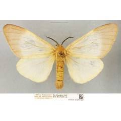 /filer/webapps/moths/media/images/P/paulinus_Coenostegia_PLTF_BMNH_01.jpg