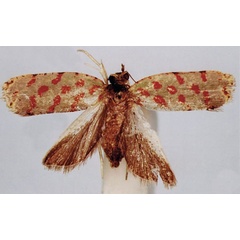 /filer/webapps/moths/media/images/K/kikuayana_Accra_HT_BMNH.jpg