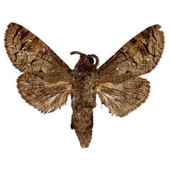 /filer/webapps/moths/media/images/S/schouteni_Afrikanetz_HT_NHMUK.jpg