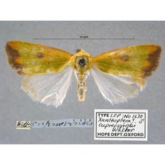 /filer/webapps/moths/media/images/C/cupreoviridis_Xanthoptera_HT_OUMNH_01.jpg
