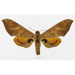 /filer/webapps/moths/media/images/O/occidentalis_Pseudoclanis_AF_Basquina.jpg