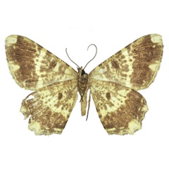/filer/webapps/moths/media/images/U/ugandaria_Chorocotis_AF_BMNHb.jpg