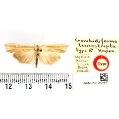 /filer/webapps/moths/media/images/L/leucostrepta_Crambiforma_HT_BMNH.jpg
