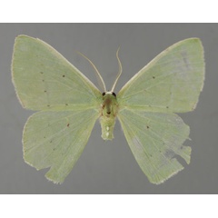 /filer/webapps/moths/media/images/N/niveicristata_Lophorrhachia_A_ZSM_01.jpg