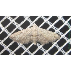 /filer/webapps/moths/media/images/P/papaziani_Araeopteron_A_Bippus.jpg
