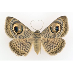 /filer/webapps/moths/media/images/P/pretiosissima_Calliodes_AF_TMSA_02.jpg