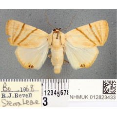 /filer/webapps/moths/media/images/C/convergens_Leoniloma_AF_BMNH.jpg