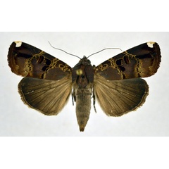 /filer/webapps/moths/media/images/F/figurans_Callyna_AF_NHMO.jpg