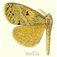 /filer/webapps/moths/media/images/N/notia_Dasychira_HT_Hering_21g.jpg